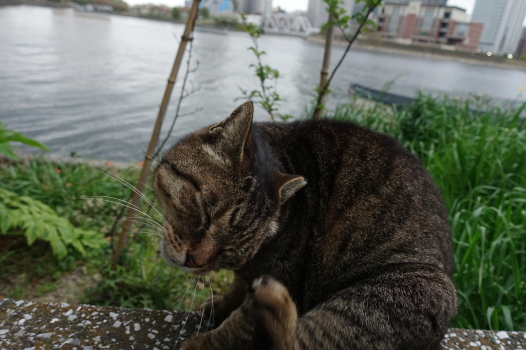 f:id:shigeo-t:20180416094113j:plain f:id:shigeo-t:20180416094113j:plain