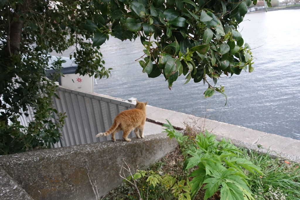 f:id:shigeo-t:20180416094145j:plain f:id:shigeo-t:20180416094145j:plain