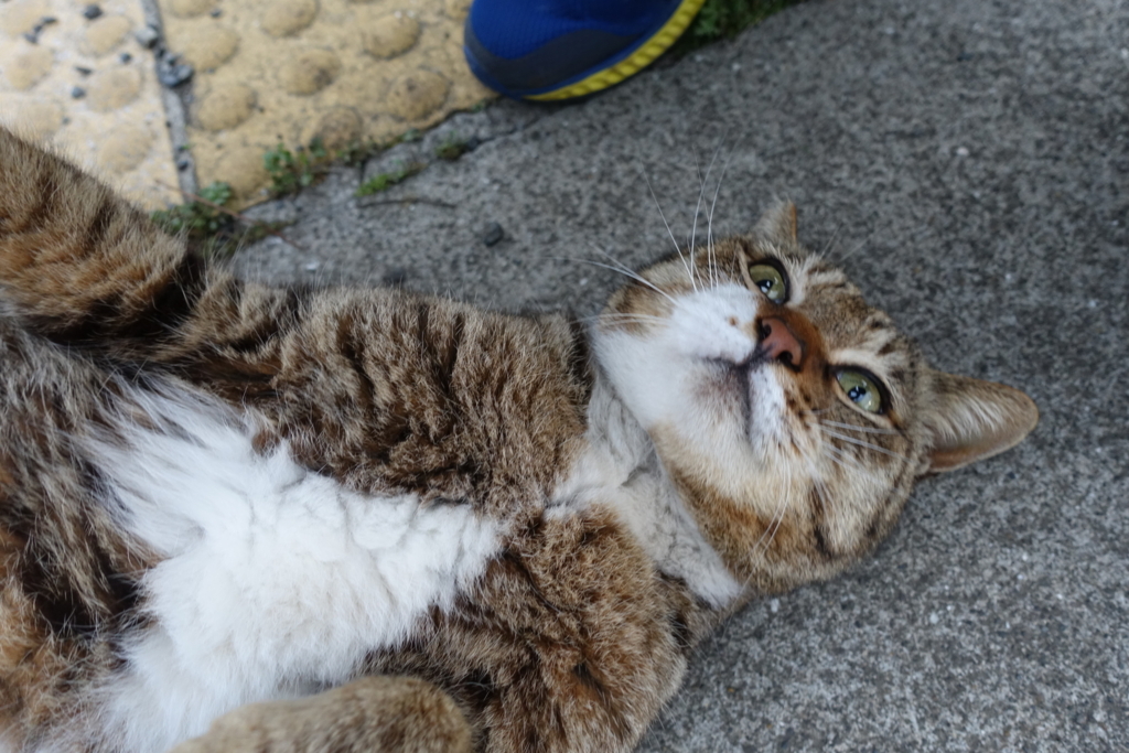 f:id:shigeo-t:20180416095331j:plain f:id:shigeo-t:20180416095331j:plain