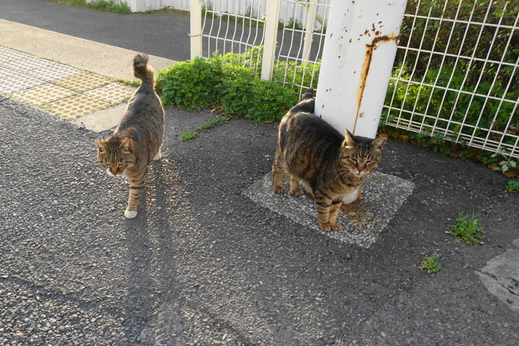 f:id:shigeo-t:20180416103254j:plain f:id:shigeo-t:20180416103254j:plain