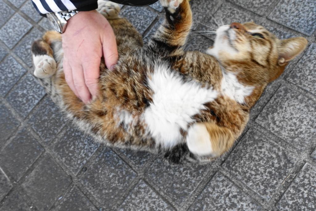 f:id:shigeo-t:20180416104157j:plain f:id:shigeo-t:20180416104157j:plain