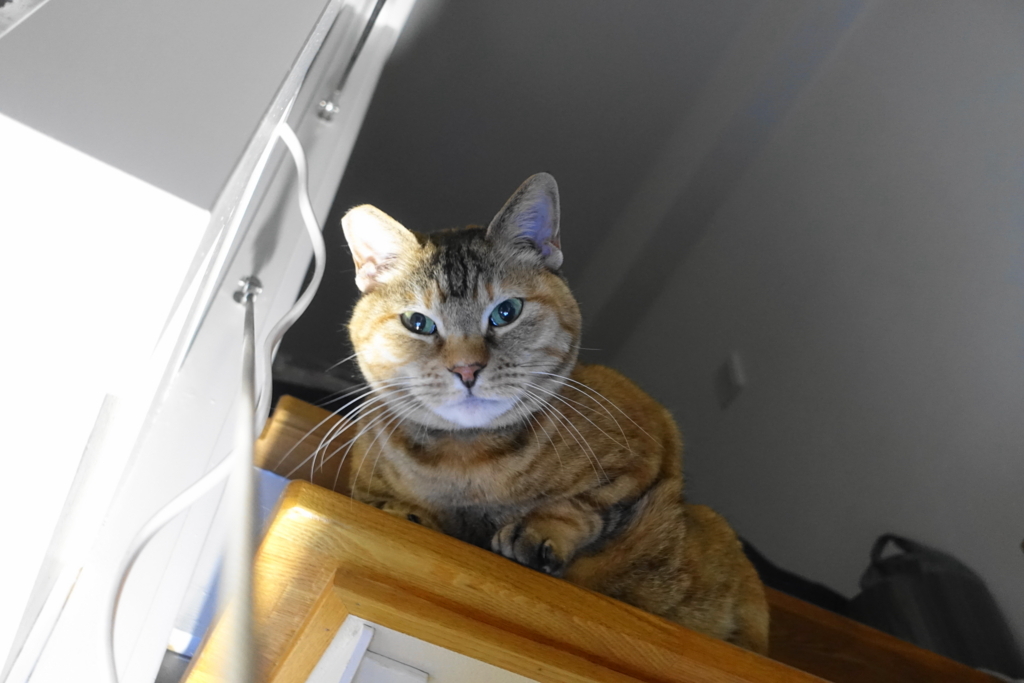 f:id:shigeo-t:20180421114800j:plain f:id:shigeo-t:20180421114800j:plain