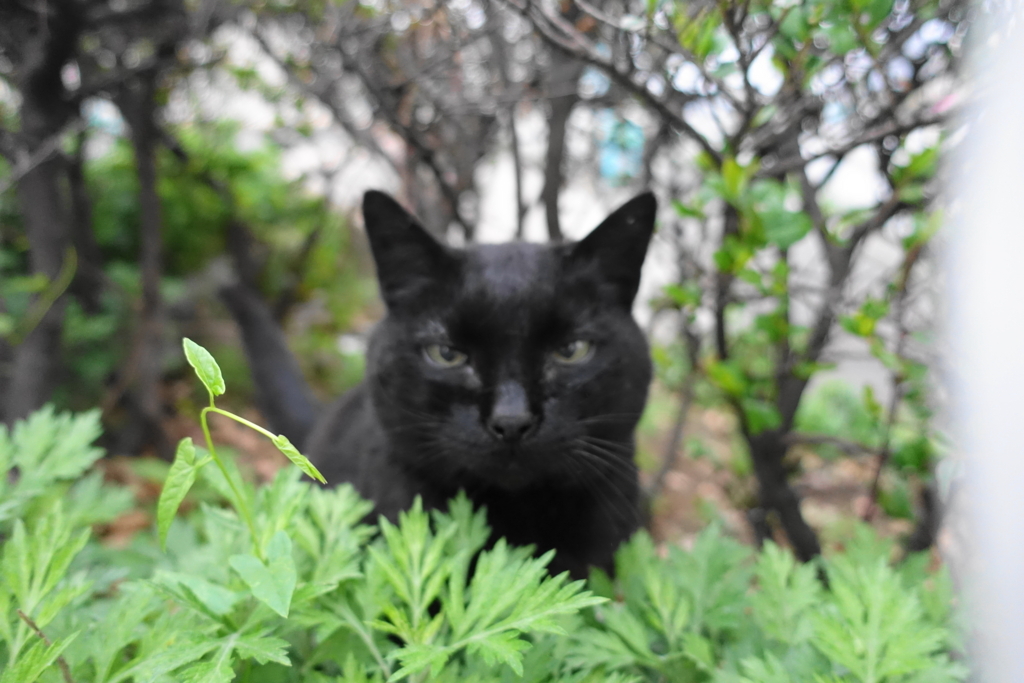 f:id:shigeo-t:20180428111206j:plain f:id:shigeo-t:20180428111206j:plain