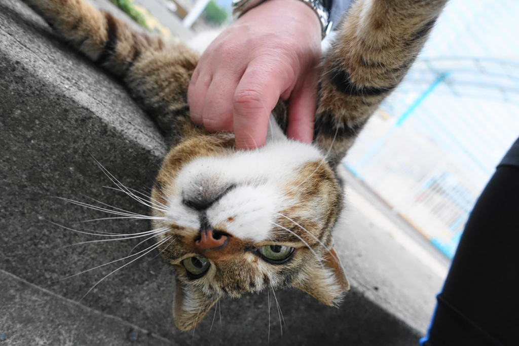 f:id:shigeo-t:20180428111259j:plain f:id:shigeo-t:20180428111259j:plain