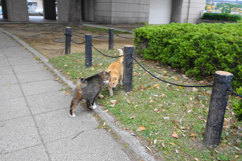 f:id:shigeo-t:20180428111645j:plain f:id:shigeo-t:20180428111645j:plain