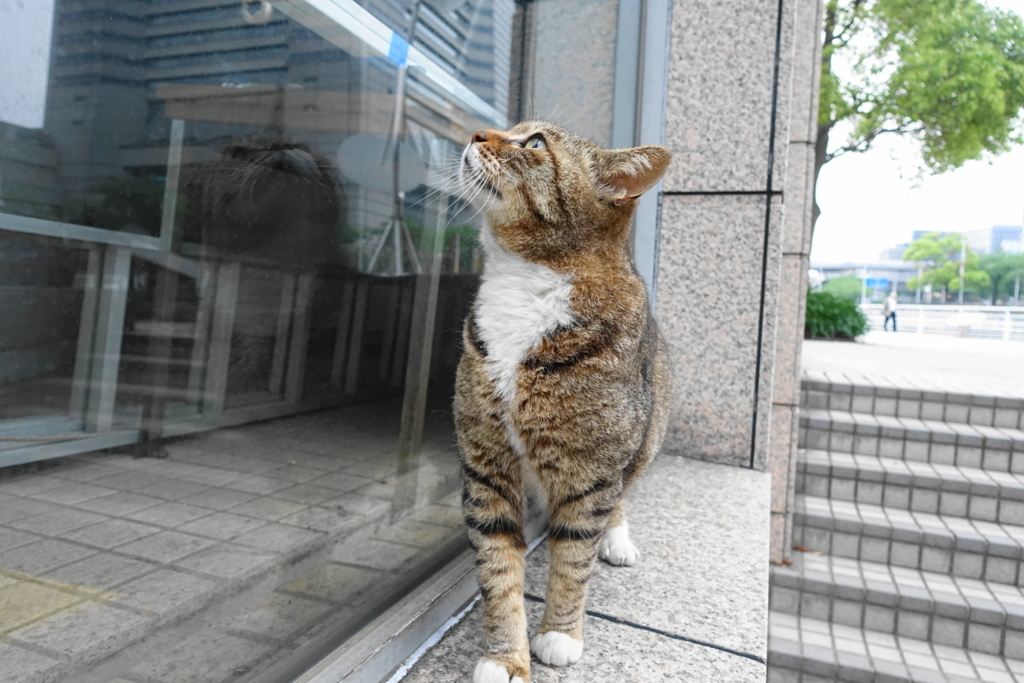 f:id:shigeo-t:20180428113615j:plain f:id:shigeo-t:20180428113615j:plain