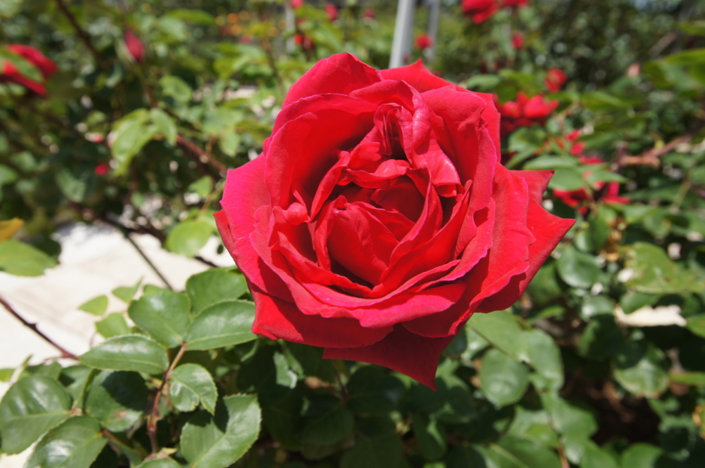 f:id:shigeo-t:20180429153619j:plain