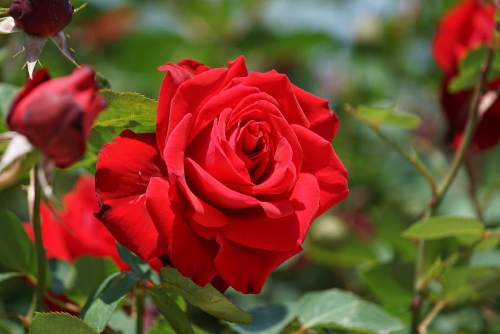 f:id:shigeo-t:20180429153741j:plain