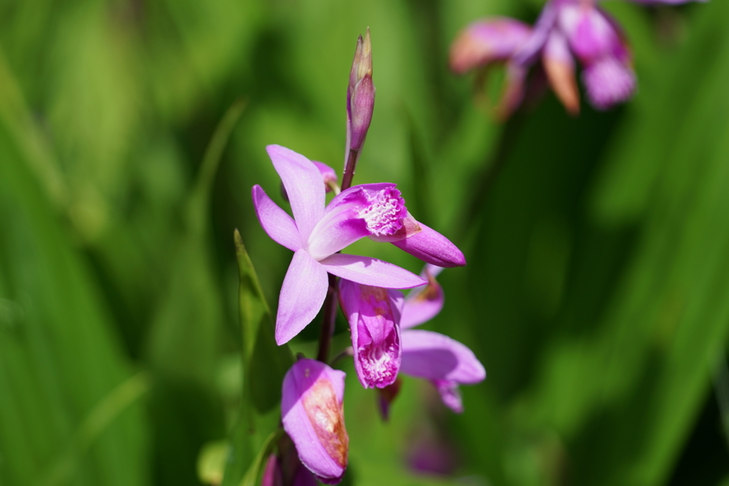 f:id:shigeo-t:20180429154353j:plain