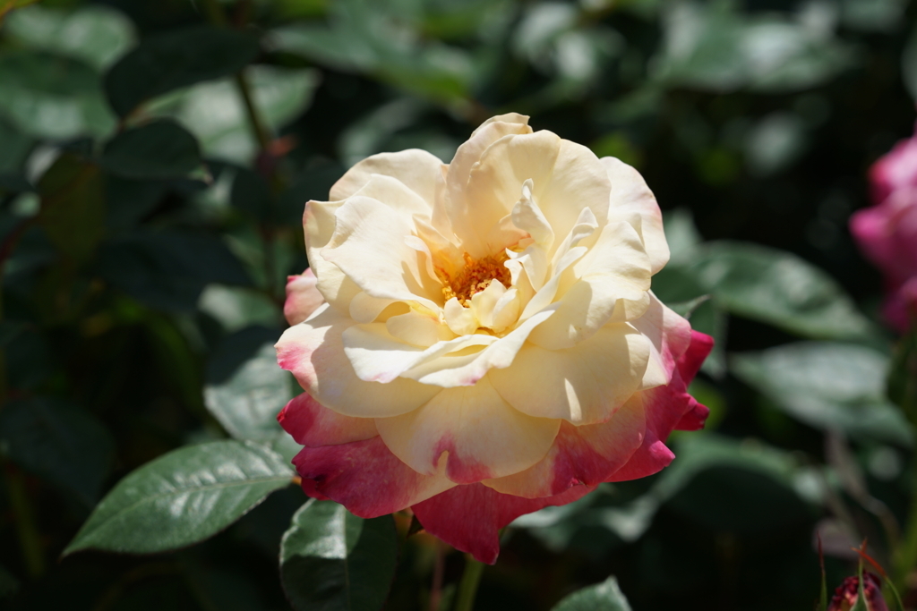 f:id:shigeo-t:20180429155850j:plain