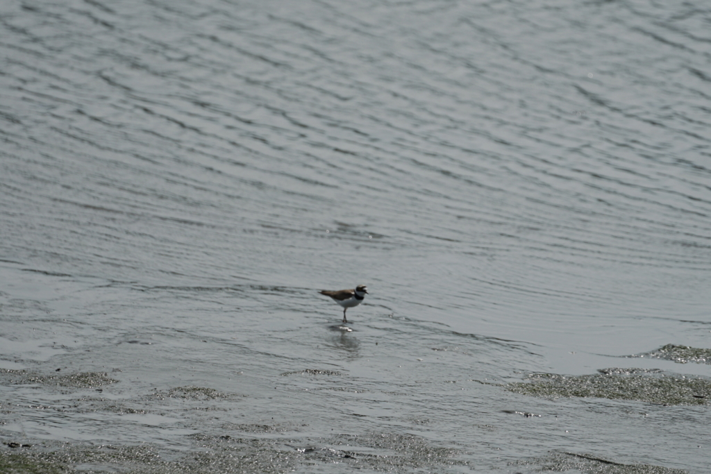 f:id:shigeo-t:20180430123741j:plain f:id:shigeo-t:20180430123741j:plain