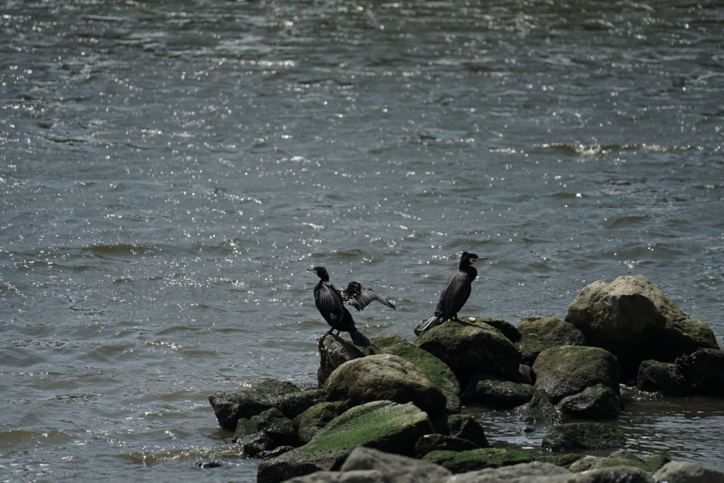 f:id:shigeo-t:20180430124937j:plain f:id:shigeo-t:20180430124937j:plain