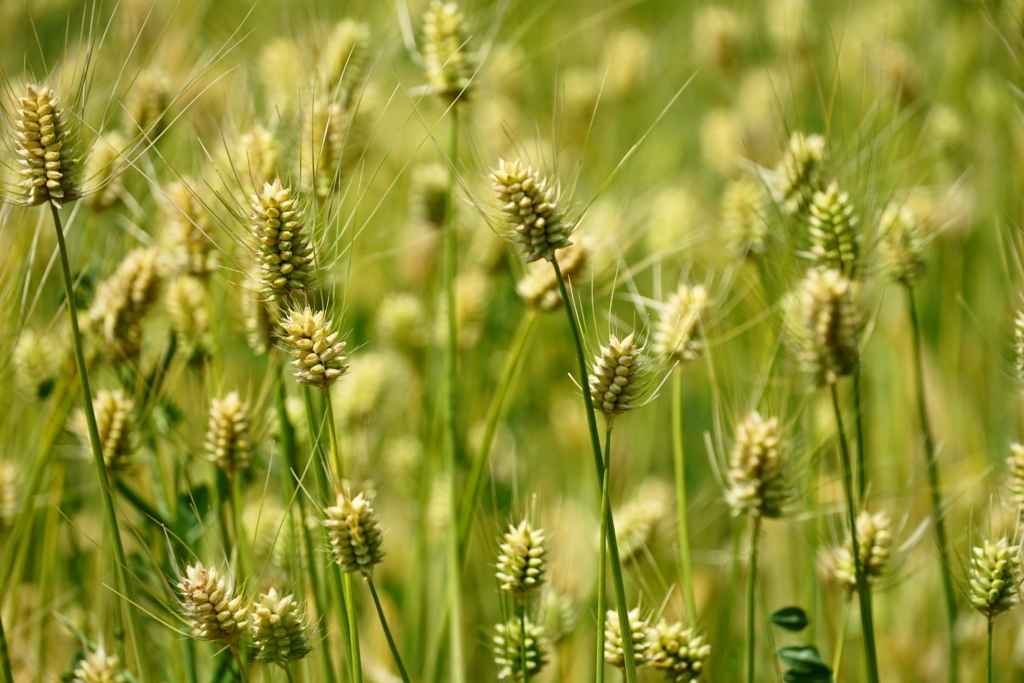 f:id:shigeo-t:20180430125417j:plain f:id:shigeo-t:20180430125417j:plain