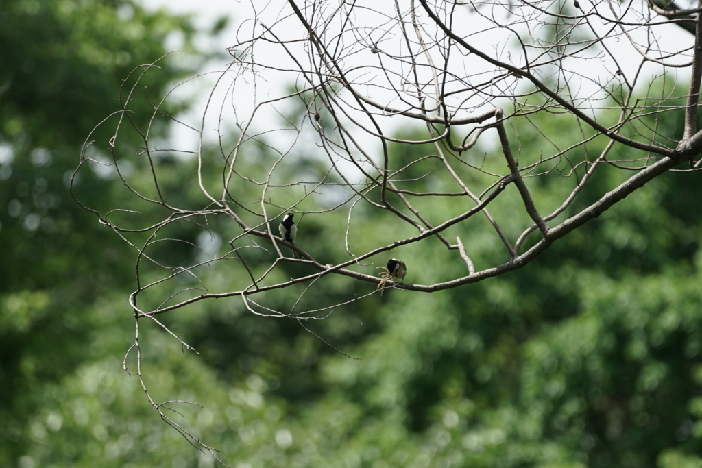 f:id:shigeo-t:20180430125707j:plain f:id:shigeo-t:20180430125707j:plain