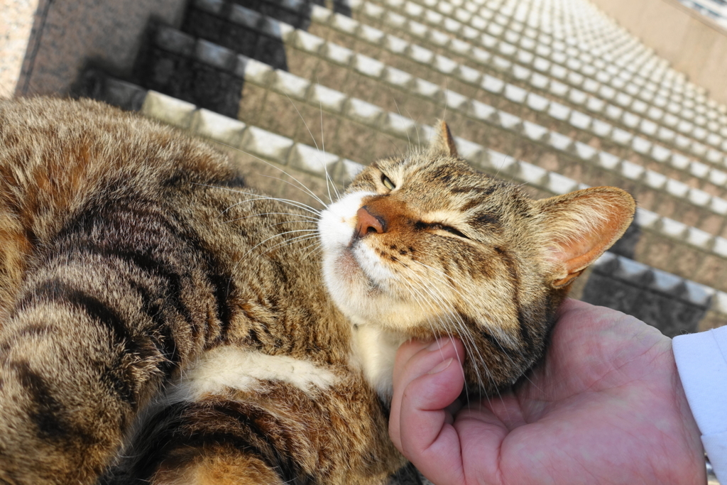 f:id:shigeo-t:20180501165652j:plain f:id:shigeo-t:20180501165652j:plain