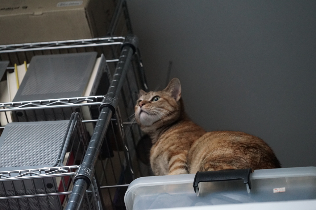 f:id:shigeo-t:20180503103132j:plain