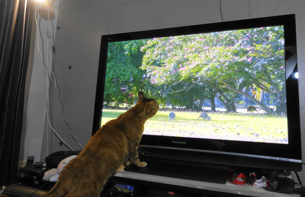 f:id:shigeo-t:20180503104013j:plain