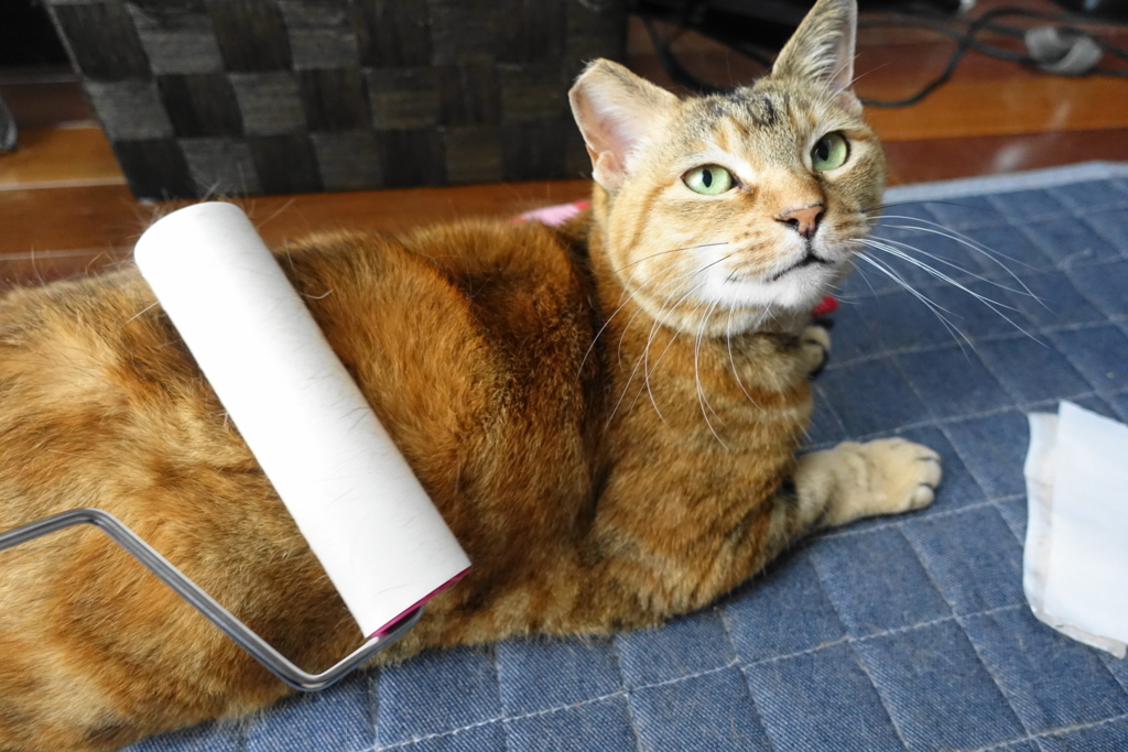 f:id:shigeo-t:20180508094450j:plain