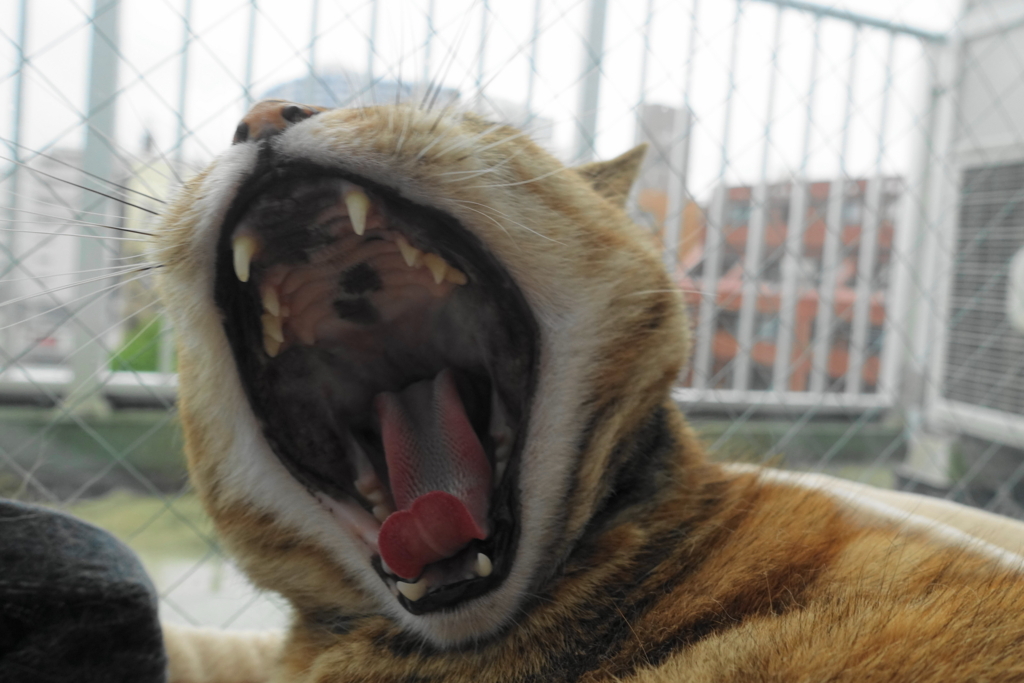 f:id:shigeo-t:20180508094607j:plain