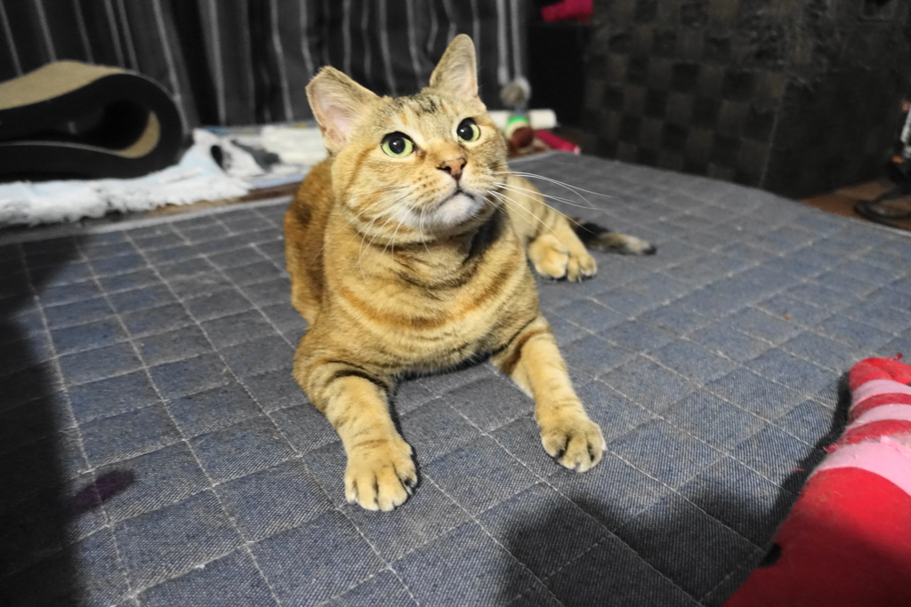 f:id:shigeo-t:20180508094813j:plain