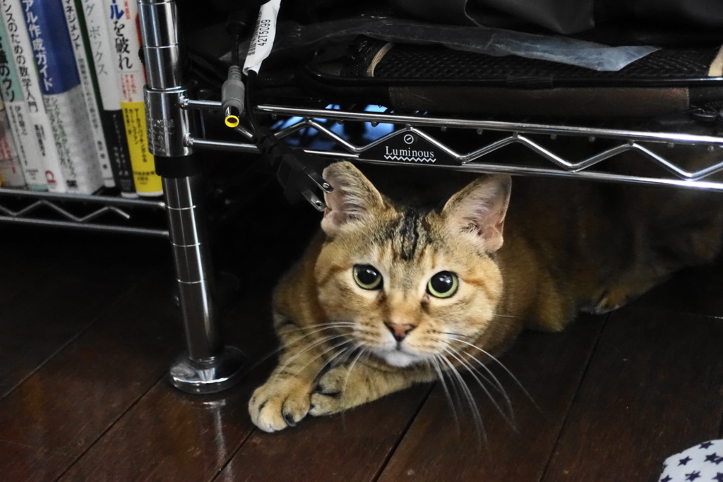 f:id:shigeo-t:20180508094853j:plain