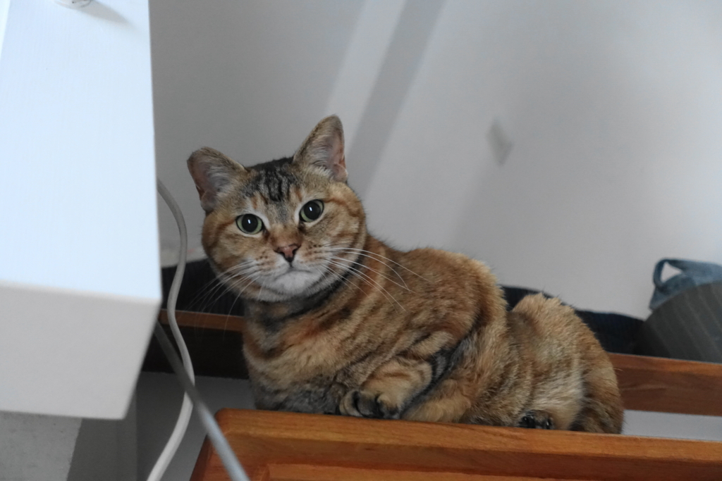 f:id:shigeo-t:20180508101319j:plain