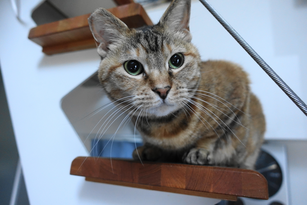 f:id:shigeo-t:20180508101446j:plain