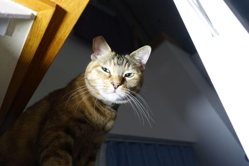 f:id:shigeo-t:20180508101534j:plain