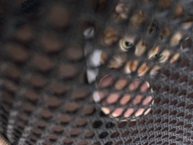 f:id:shigeo-t:20180510112045j:plain f:id:shigeo-t:20180510112045j:plain