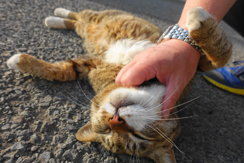 f:id:shigeo-t:20180516103646j:plain f:id:shigeo-t:20180516103646j:plain