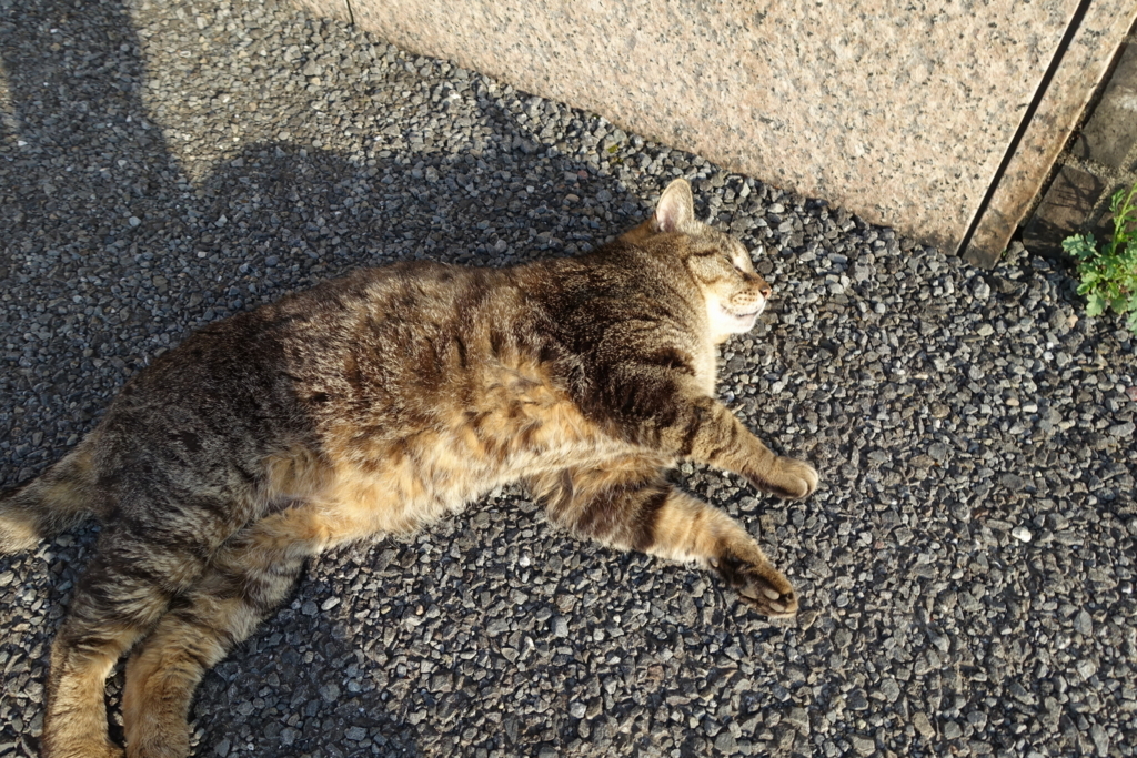 f:id:shigeo-t:20180516103848j:plain f:id:shigeo-t:20180516103848j:plain