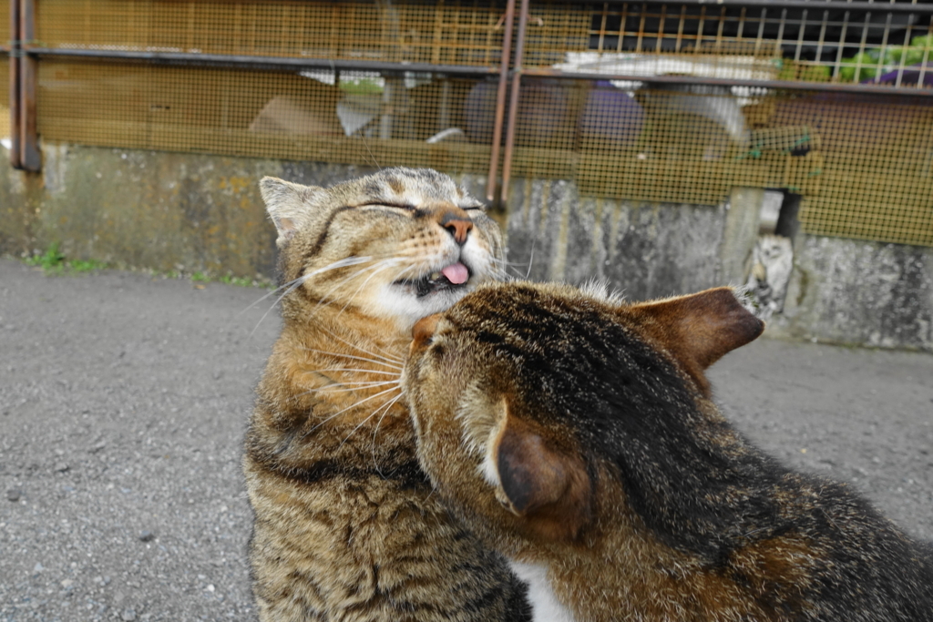 f:id:shigeo-t:20180516110317j:plain f:id:shigeo-t:20180516110317j:plain