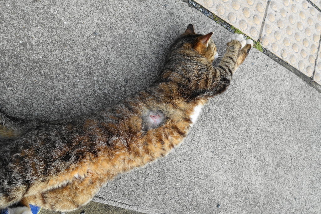 f:id:shigeo-t:20180516111952j:plain f:id:shigeo-t:20180516111952j:plain