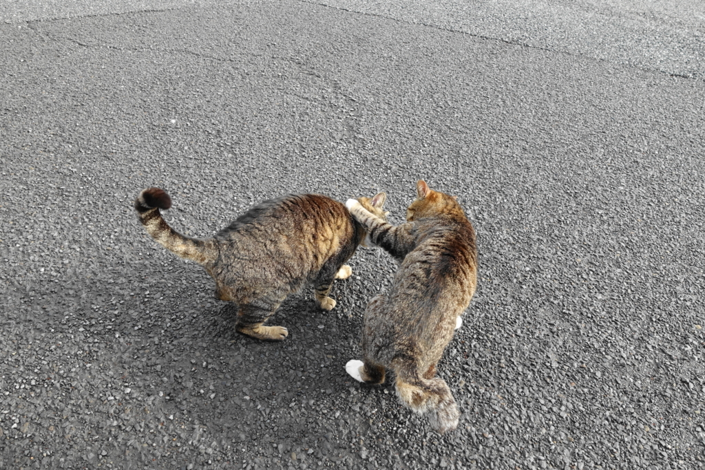 f:id:shigeo-t:20180516112100j:plain f:id:shigeo-t:20180516112100j:plain