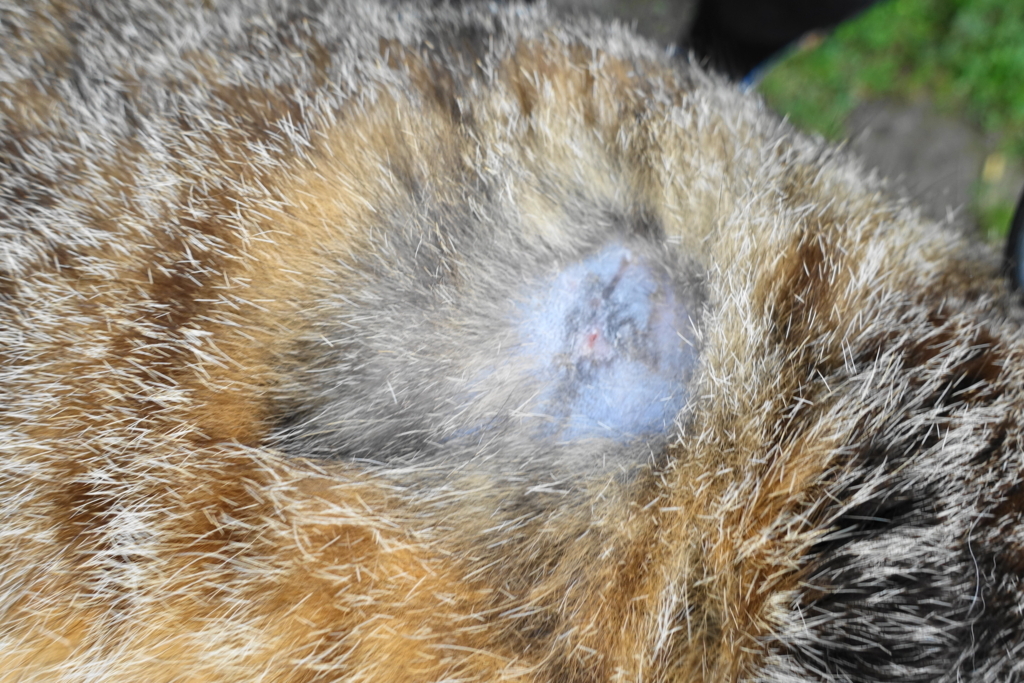 f:id:shigeo-t:20180526102751j:plain f:id:shigeo-t:20180526102751j:plain