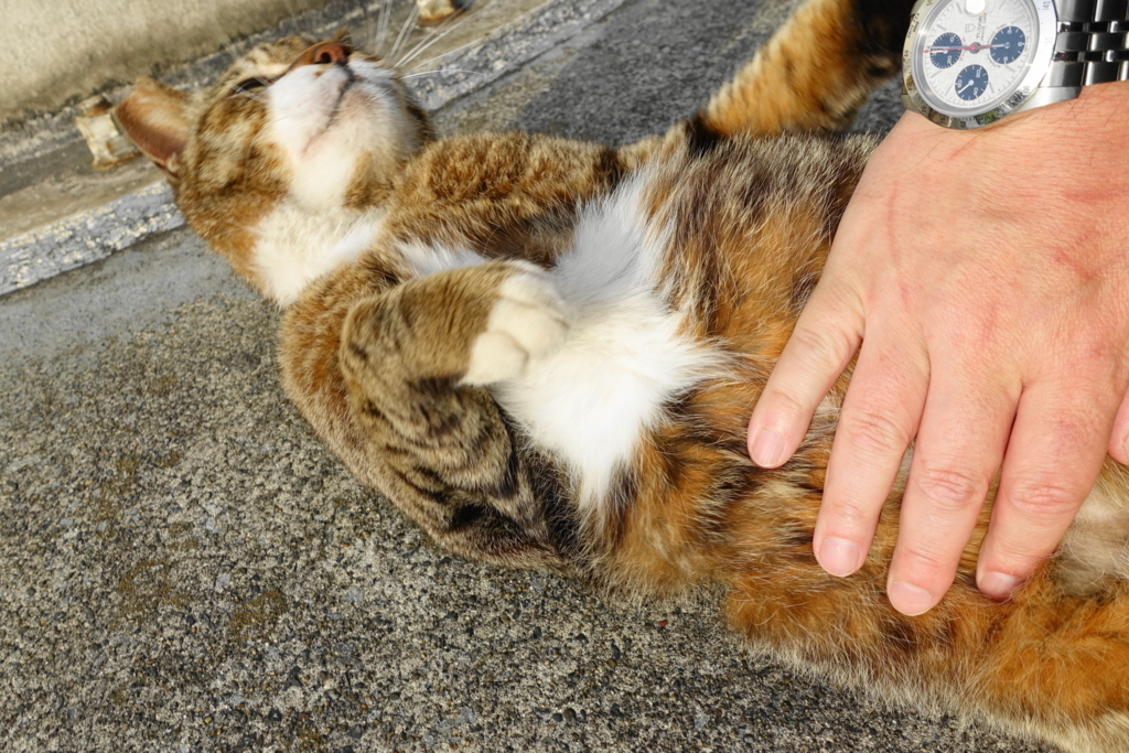 f:id:shigeo-t:20180526102834j:plain f:id:shigeo-t:20180526102834j:plain