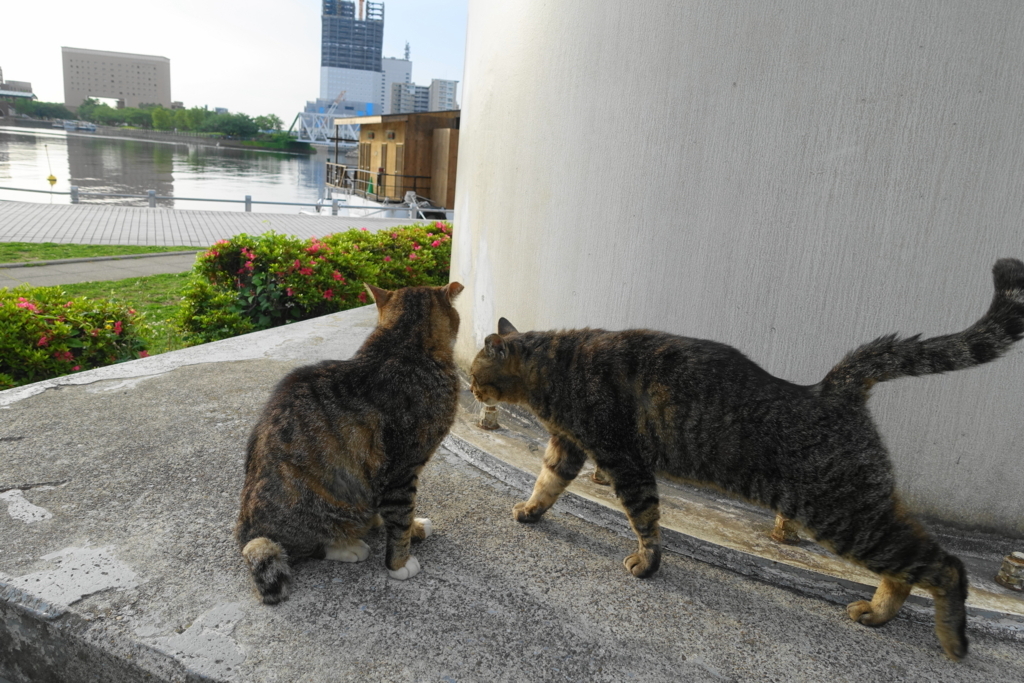 f:id:shigeo-t:20180526102948j:plain f:id:shigeo-t:20180526102948j:plain