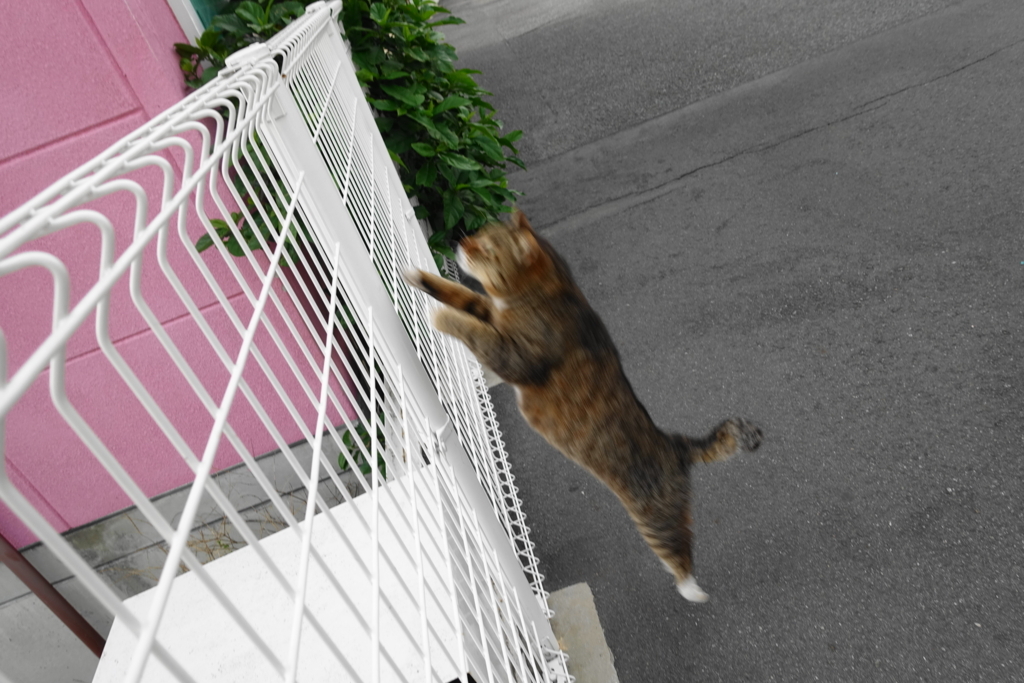 f:id:shigeo-t:20180526103736j:plain f:id:shigeo-t:20180526103736j:plain