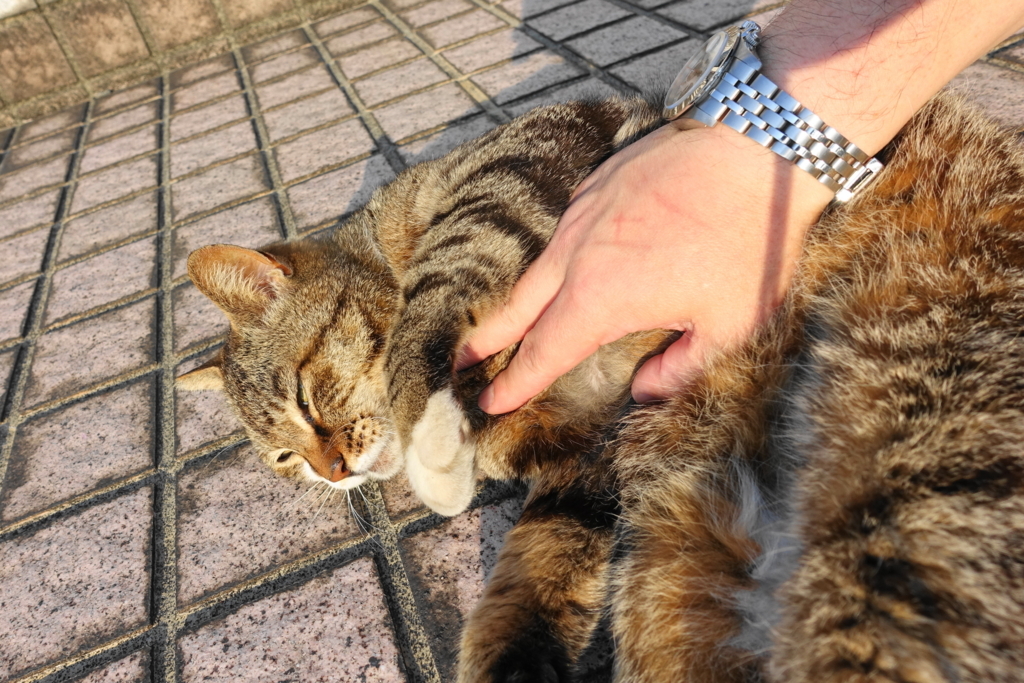 f:id:shigeo-t:20180526104439j:plain f:id:shigeo-t:20180526104439j:plain