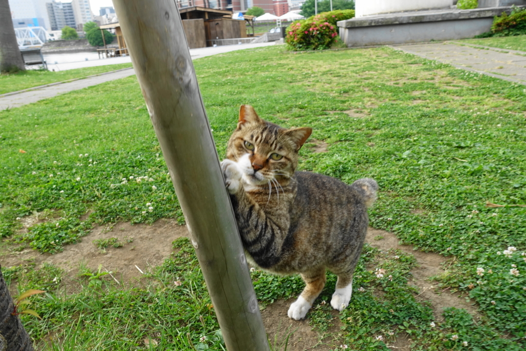 f:id:shigeo-t:20180526111529j:plain f:id:shigeo-t:20180526111529j:plain