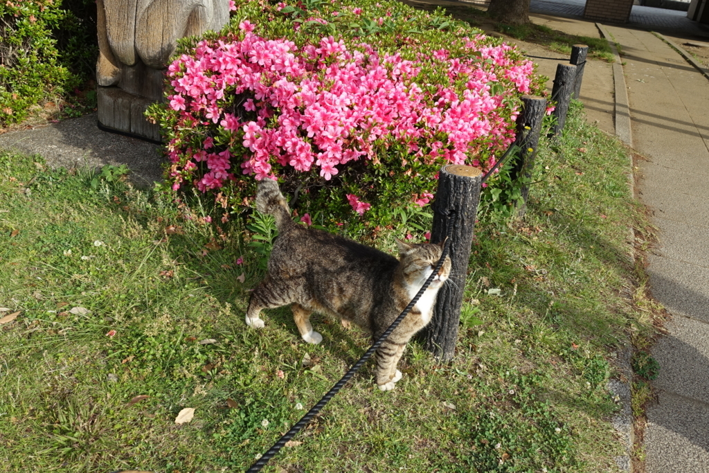 f:id:shigeo-t:20180526112106j:plain f:id:shigeo-t:20180526112106j:plain