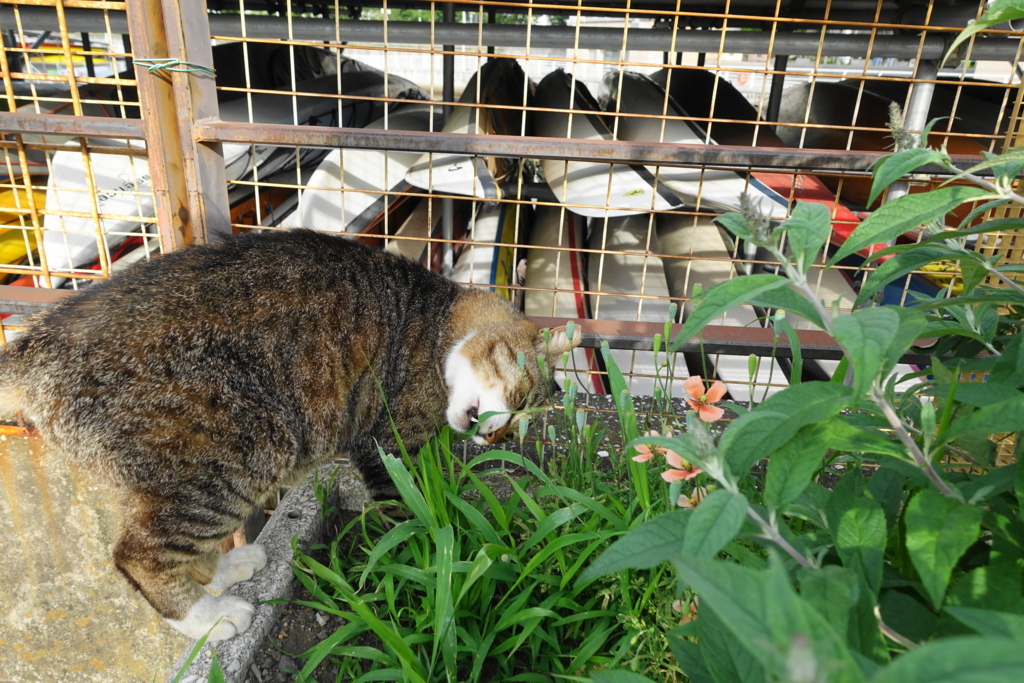 f:id:shigeo-t:20180526112659j:plain f:id:shigeo-t:20180526112659j:plain