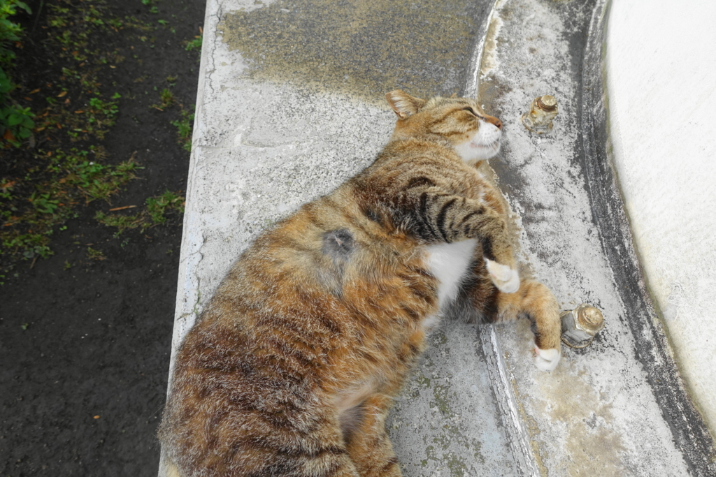 f:id:shigeo-t:20180531114754j:plain f:id:shigeo-t:20180531114754j:plain