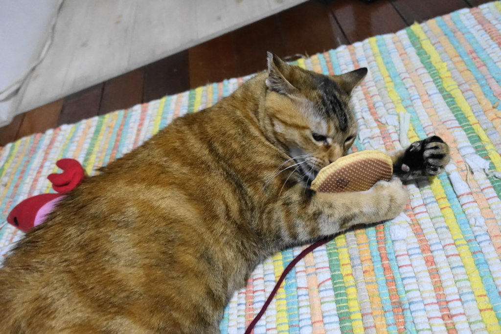 f:id:shigeo-t:20180602114311j:plain f:id:shigeo-t:20180602114311j:plain