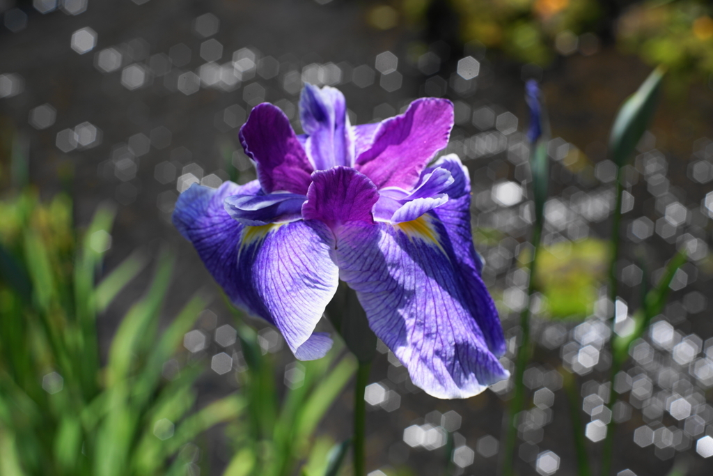 f:id:shigeo-t:20180603151639j:plain