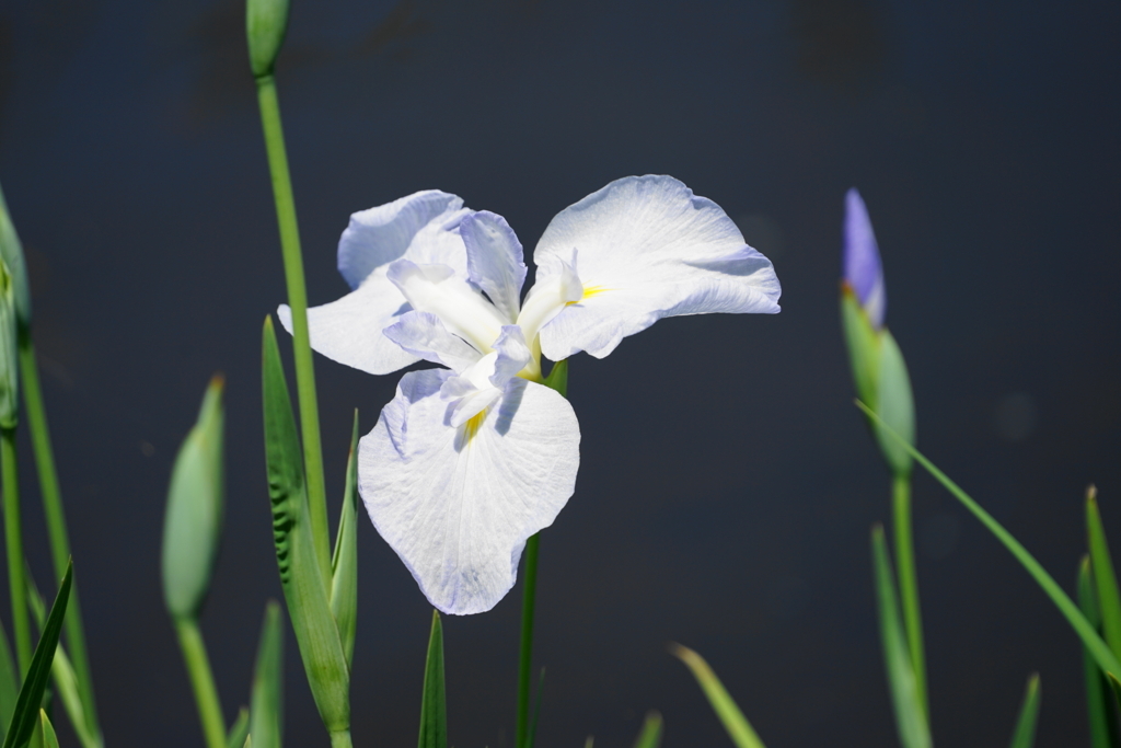 f:id:shigeo-t:20180603152219j:plain