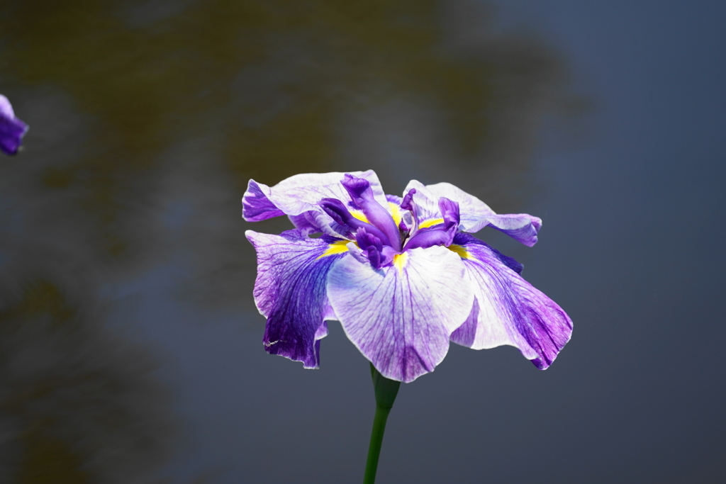 f:id:shigeo-t:20180603152316j:plain