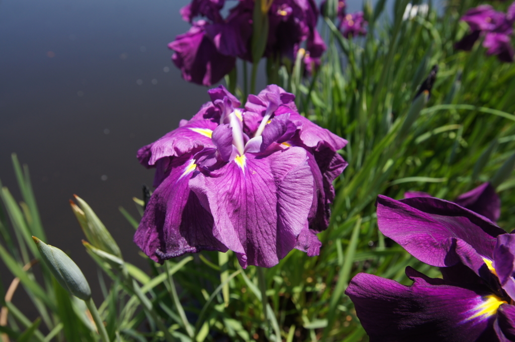 f:id:shigeo-t:20180603152342j:plain