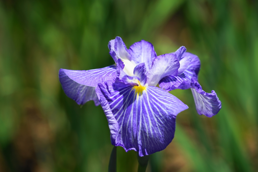 f:id:shigeo-t:20180603152449j:plain