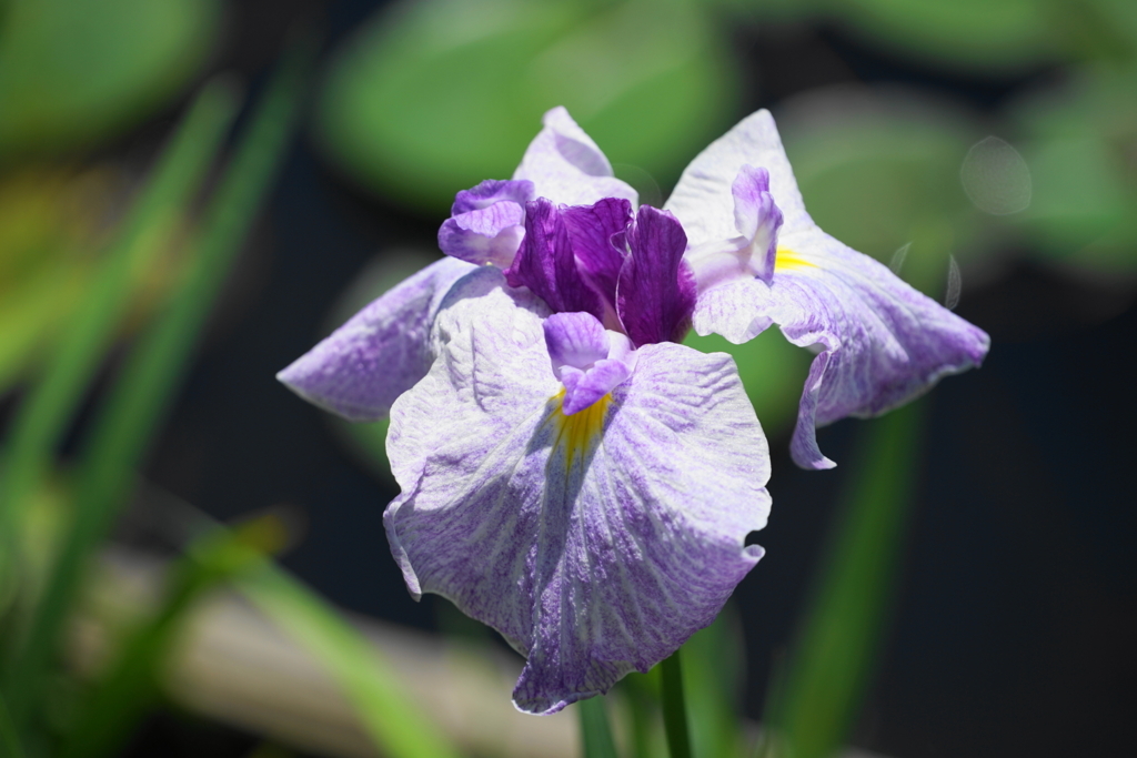 f:id:shigeo-t:20180603153115j:plain